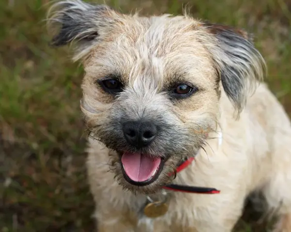 Uśmiechnięty border terrier z językiem na wierzchu, wesoło patrzy w obiektyw.