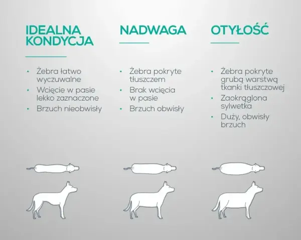 Otyły pies ma żebra pokryte grubą warstwą tłuszczu, zaokrągloną sylwetkę i duży, obwisły brzuch.