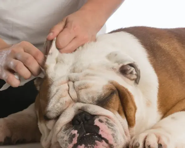 Delikatne czyszczenie uszu buldoga, który ma ciepłe uszy.