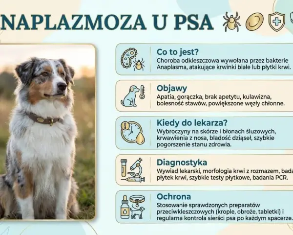 Piękny pies rasy Aussie siedzi na trawie. Obok grafika informuje o anaplazmozie u psa, jej objawach i leczeniu.
