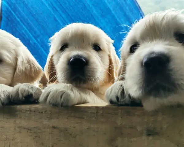 Trzy urocze szczenięta golden retriever z hodowli psów wyglądają zza drewnianej barierki.