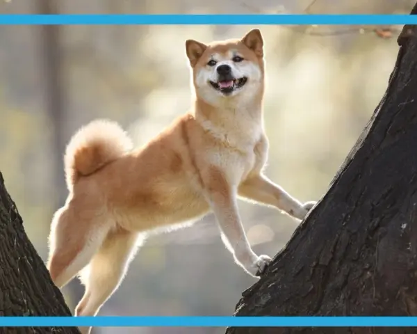 Radosny pies rasy Shiba Inu wspina się po drzewie. Idealne targetowanie pies dla miłośników przyrody i czworonogów.