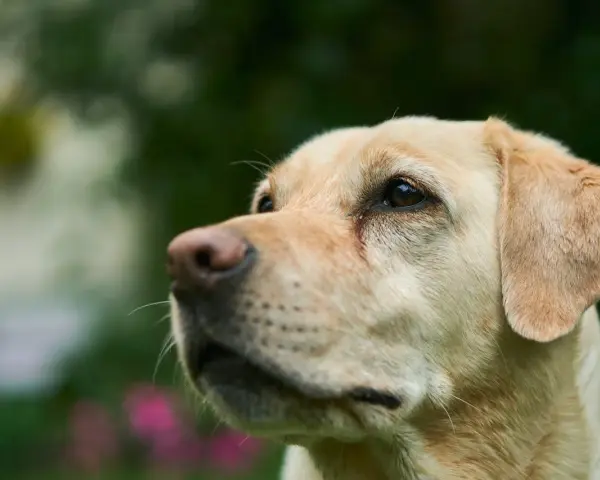 Uważny labrador podczas szkolenia, z zaciekawieniem patrzy w górę.