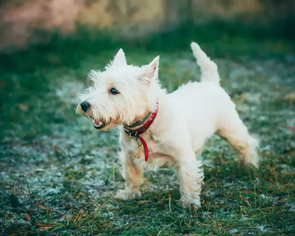 West highland white terrier z zaciekawieniem obserwuje otoczenie.