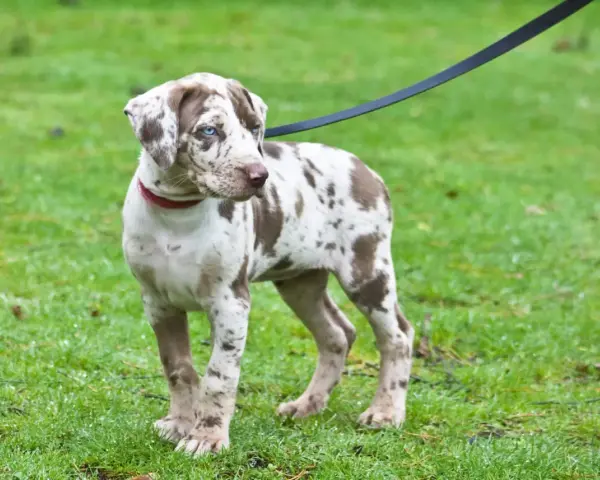Młody pies rasy catahoula leopard z niebieskimi oczami i cętkowanym futrem stoi na mokrej trawie, na smyczy.
