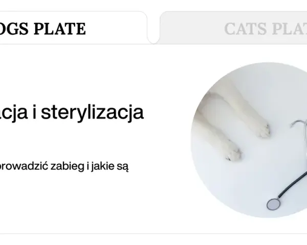 Kastracja psów i sterylizacja. Białe łapki psa i stetoskop na białym tle. Kiedy wykonać zabieg i jakie są korzyści?