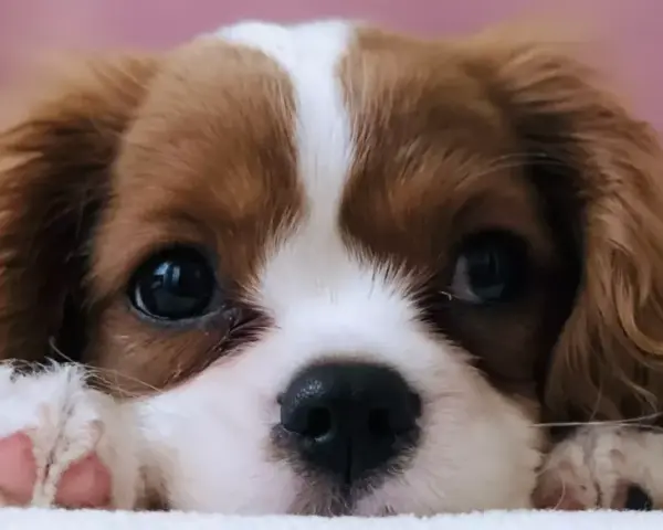 Uroczy szczeniak rasy Cavalier King Charles Spaniel z wielkimi, błyszczącymi oczami i różowymi łapkami.