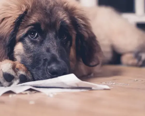 Smutny piesek leży na podłodze, obok niego leży papier. Może szuka rozwiązania, czym pryskać żeby pies nie sikał w domu.