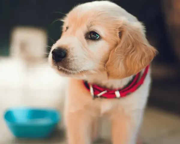 Uroczy szczeniak golden retriever w czerwonej obroży obok niebieskiej miski. Podstawy jak wychować szczeniaka.