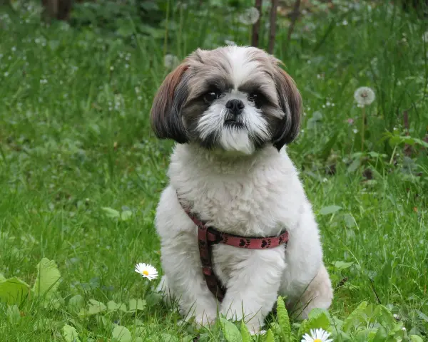 Uroczy shih tzu w czerwonej obroży siedzi na trawie. Pielęgnacja shih tzu to przyjemność, gdy pies jest tak zadbany.
