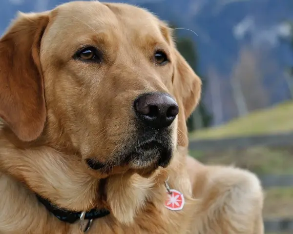 Zamyślony labrador w bloku, z zaciekawieniem spogląda w dal. Jego złote futro lśni w słońcu, a na szyi wisi czerwona obroża z zawieszką.