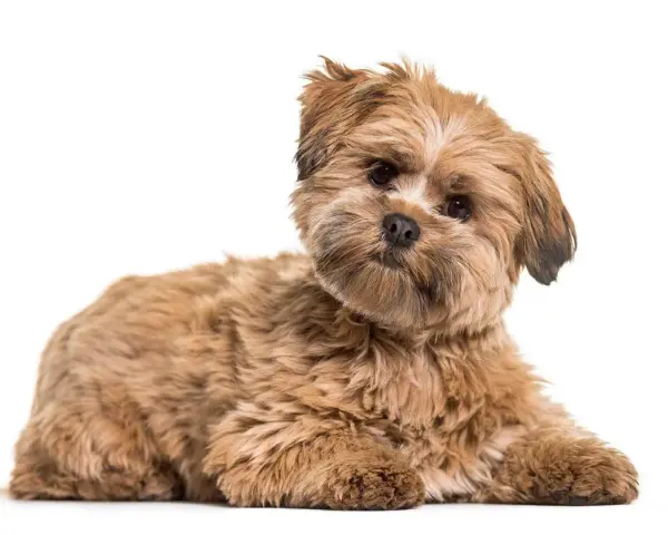 Uroczy lhasa apso o brązowym futrze leży na białym tle, z zaciekawieniem patrząc w obiektyw.