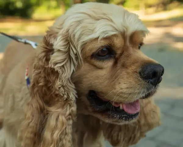 Uroczy cocker spaniel na spacerze. Jego waga jest idealna, by biegać po parku.