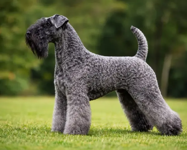 Elegancki kerry blue terrier z charakterystyczną brodą, prezentuje się dumnie na zielonej trawie.