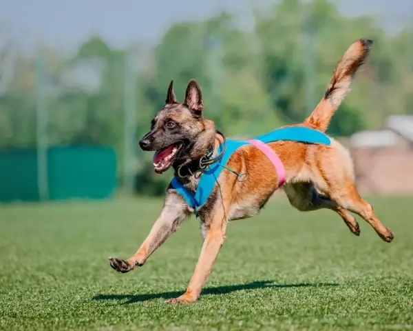 Pies malinois w niebieskiej kamizelce biegnie po trawie. Słuch psa jest wielokrotnie lepszy od ludzkiego, co pozwala mu usłyszeć dźwięki z daleka.