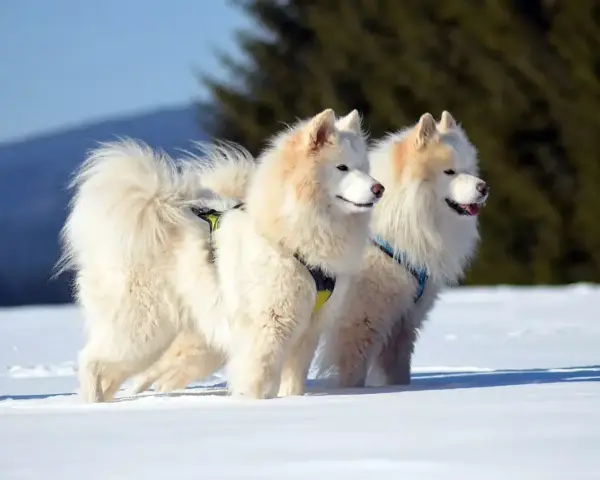 Dwa białe samoyedy, z lekko brązowym nalotem na uszach, stoją na śniegu.
