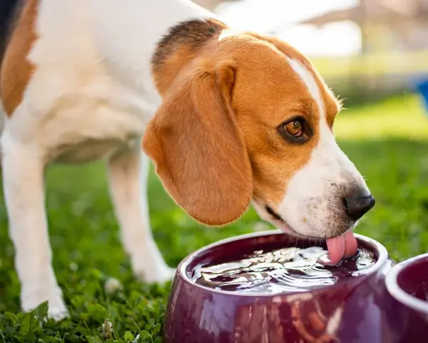 Beagle pije wodę z miski w upalne dni, by ugasić pragnienie.