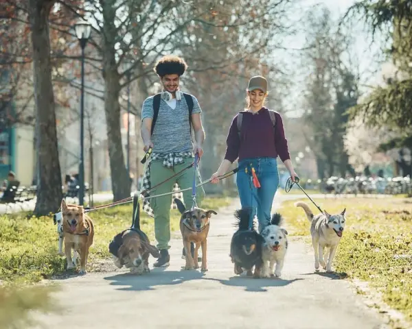 Spacer po parku w Krakowie z psem to świetna sprawa! Para spaceruje z gromadką radosnych psów, ciesząc się wiosennym dniem.