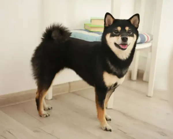 Uśmiechnięty shiba inu czarny, z puszystym ogonem, stoi na drewnianej podłodze.