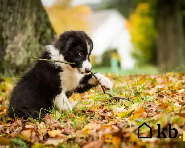 Szczeniak border collie gryzie patyk na tle jesiennych liści. Zastanawiasz się, ile kosztuje border collie?