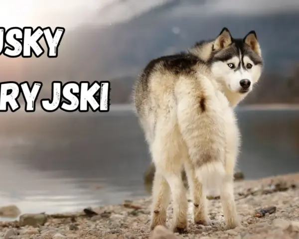 Husky syberyjski z dwukolorowymi oczami, o przyjaznym usposobieniu, stoi nad jeziorem.