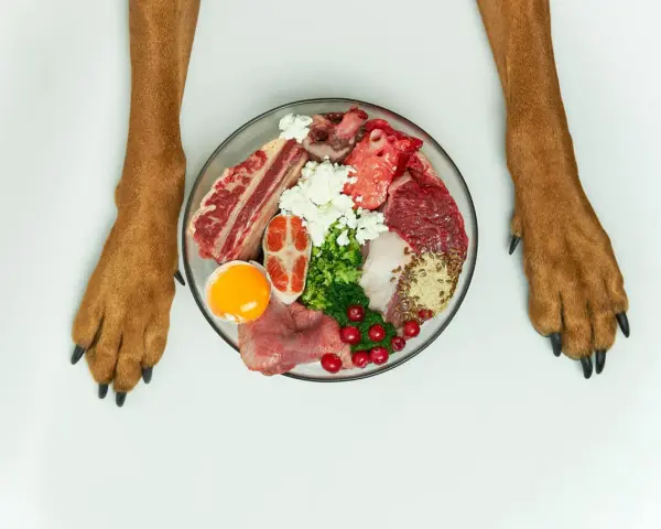 Miseczka z jedzeniem dla psa: surowe mięso, ryba, jajko, ser biały, brokuły i żurawina. Idealna dieta dla psa.