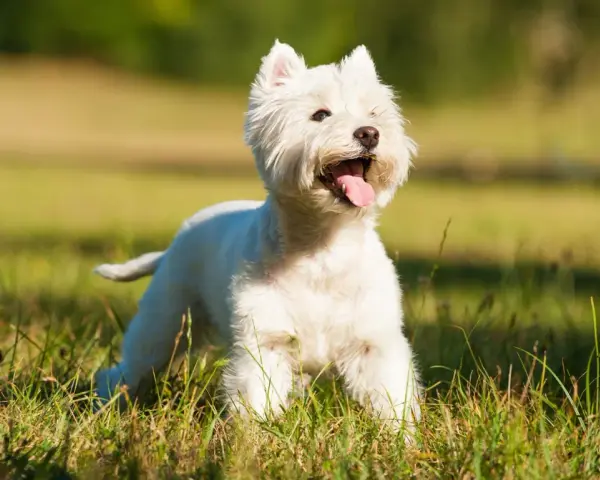 Wesoły terrier biały z językiem na wierzchu, cieszący się słońcem na zielonej łące.