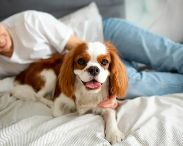 Uroczy Cavalier King Charles Spaniel, jedna z popularnych ras psów, leży na łóżku obok uśmiechniętej osoby.