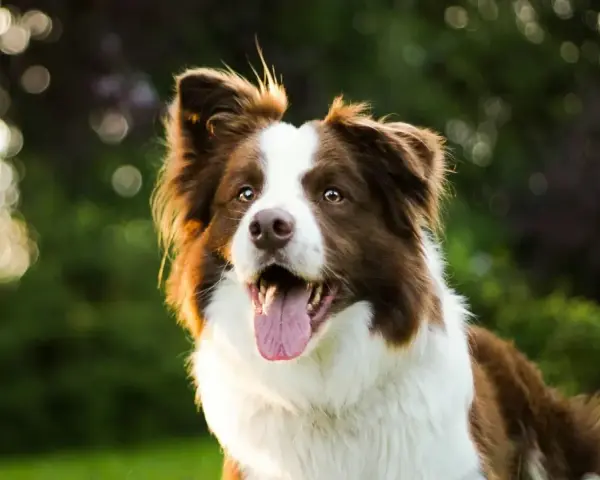 Rasy psów dla aktywnych: radosny border collie z językiem na wierzchu, gotowy do zabawy na łonie natury.