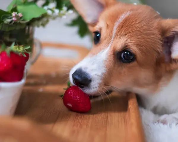 Corgi delikatnie wącha truskawkę, zastanawiając się, czy pies może jeść truskawki.