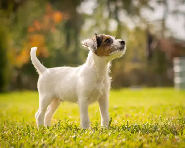 Młody, energiczny russell terrier stoi na trawie, wpatrzony w dal.