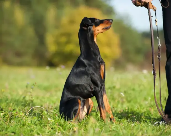 Doberman siedzi na trawie, patrząc na swojego pana. To obrazek o tym, jak zostać alfa dla psa.