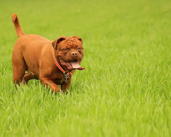 Potężny dog bordeaux w czerwonej obroży biegnie przez soczystą, zieloną trawę, z językiem na wierzchu.