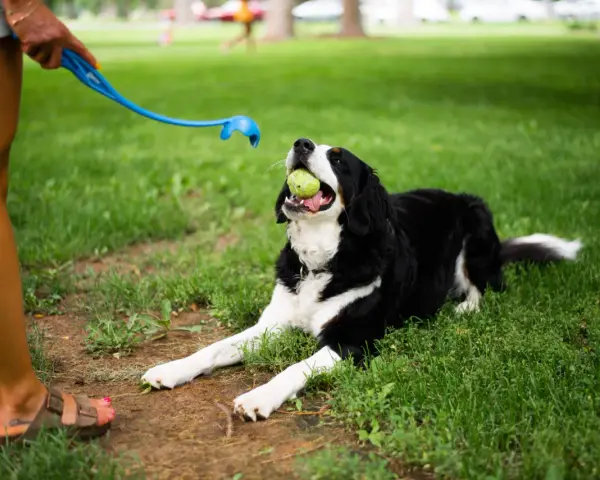 Pies rasy Bernese Mountain Dog z piłką w pysku leży na trawie, czekając na rzut. To świetny moment, by nauczyć psa aportować!