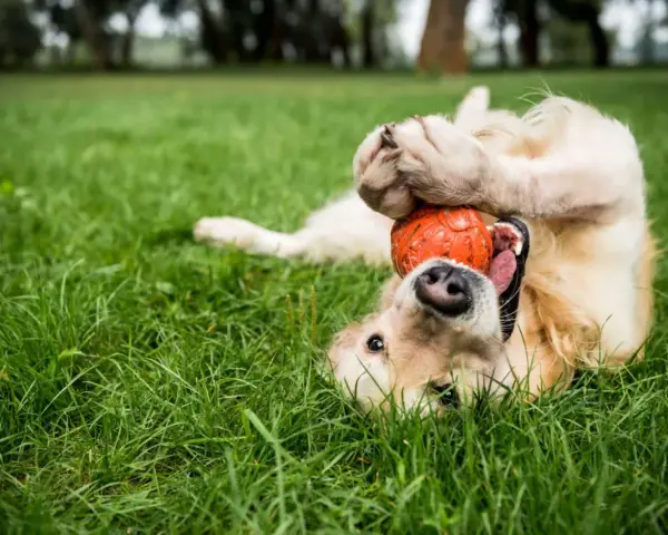 Szczeniak golden retriever bawi się pomarańczową piłką na trawie. Idealne zabawki dla szczeniaka, które zapewnią mu radość i zajęcie.