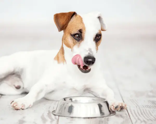 Jack Russell terrier oblizuje pyszczek, zastanawiając się, czy wybrać karmę suchą czy mokrą dla psa. Pusta miska czeka.