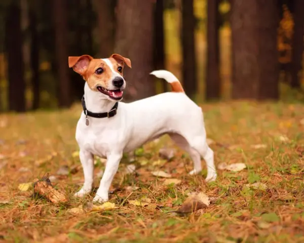 Wesoły jack russell terrier krótkowłosy w jesiennym lesie, z uszami do góry i ogonem wesoło podniesionym.