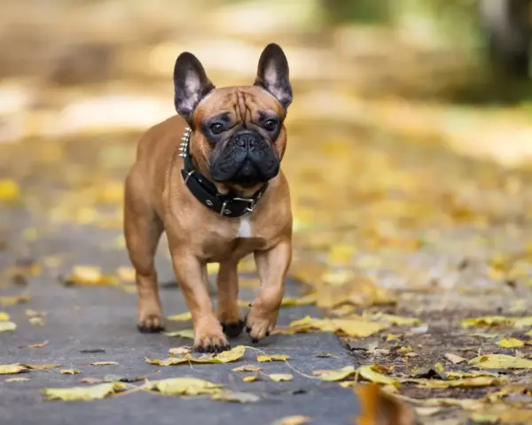 Brązowy buldog francuski w kolczatce spaceruje po ścieżce wśród jesiennych liści.