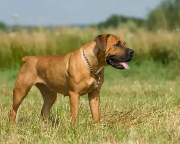 Potężny boerboel czarny, z łańcuchem na szyi, stoi na łące.