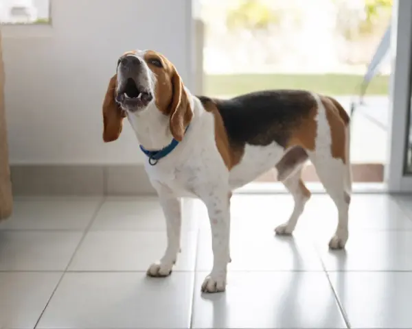 Pies beagle stoi na kafelkach i szczeka bez powodu, z otwartym pyskiem i uszami opuszczonymi.