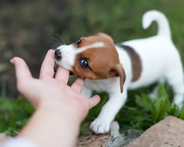 Uroczy szczeniak Jack Russell Terrier gryzie palec, ucząc się, jak oduczyć szczeniaka gryzienia.