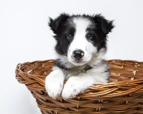 Uroczy szczeniak rasy border collie w wiklinowym koszyku. Czeka na nowy dom, gotowy do odsprzedaży.