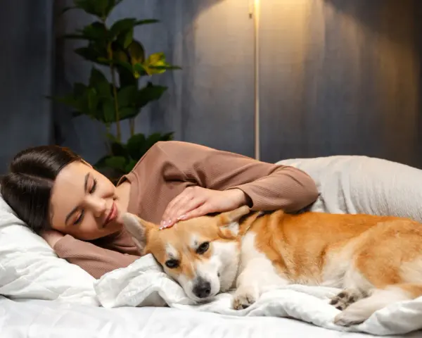 Kobieta głaszcze śpiącego corgi na łóżku. Zastanawia się, dlaczego pies nie chce ze mną spać, choć jest tak blisko.