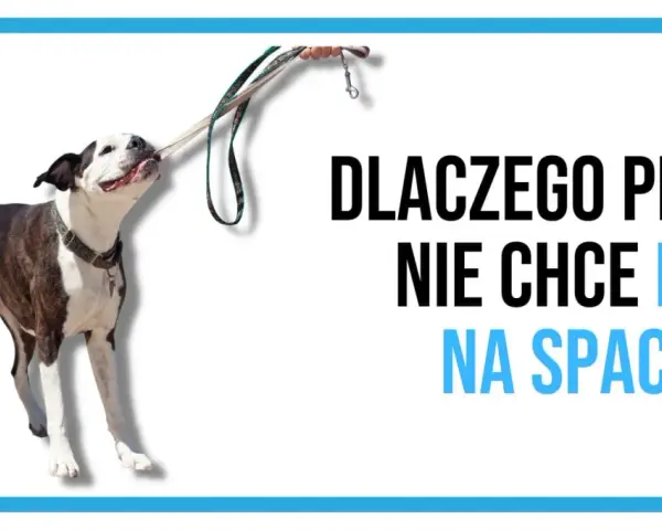 Pies się zapiera i nie chce iść na spacer, trzymając smycz w pysku.
