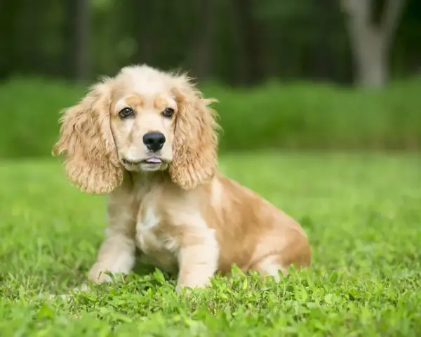 Uroczy cocker spaniel miniaturka z wystawionym języczkiem siedzi na trawie.
