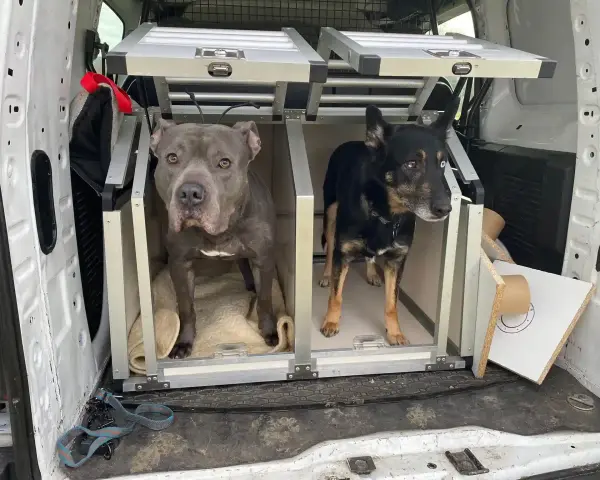 Dwa psy, jeden szary pitbull i jeden czarny kundelek z niebieskim okiem, czekają w transporterach w bagażniku samochodu na podróż do Czech.