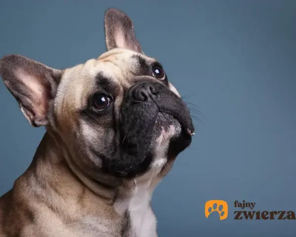 Uroczy buldog francuski z zaciekawieniem spogląda w górę. Jego waga jest idealna, by być pieszczochem.