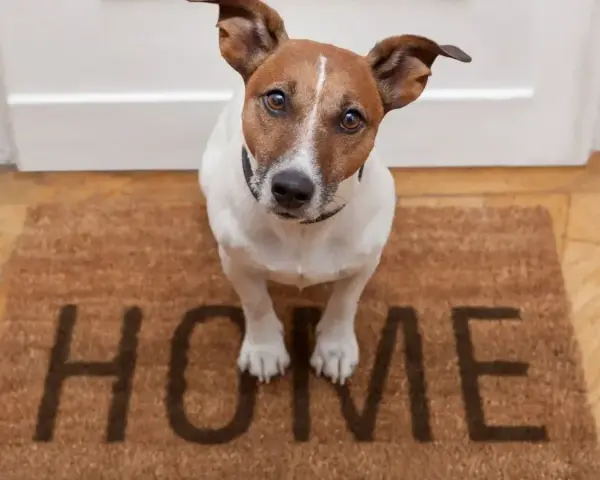 Uroczy piesek siedzi na wycieraczce z napisem "HOME". Czeka na powrót swoich ludzi do domu.
