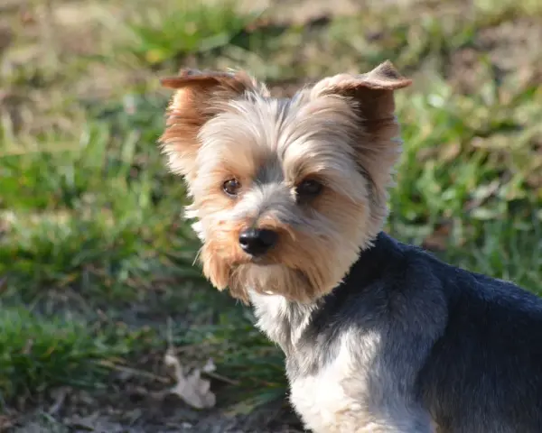 Uroczy yorkshire terrier na trawie. Zastanawiasz się, ile powinien jeść 2 kg york?