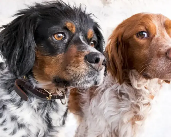 Dwa psy rasy spaniel bretoński, jeden czarno-biały, drugi rudy, patrzą w bok.